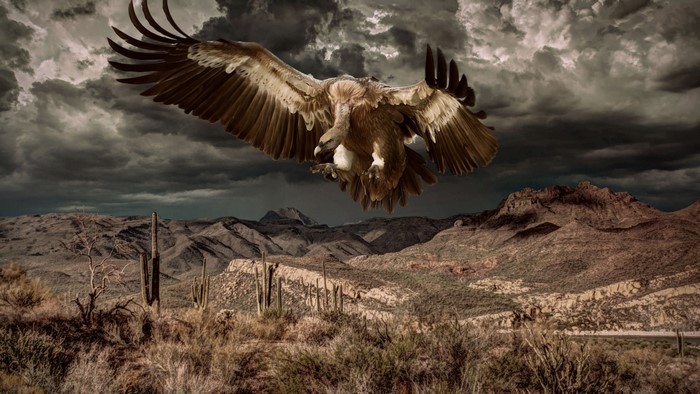 Vulture flying over a desert landscape
