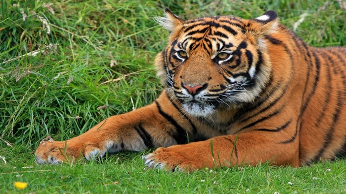 Tiger lying in green grass