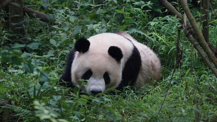 Giant Panda in Greenery
