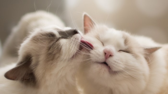 Two cats grooming each other