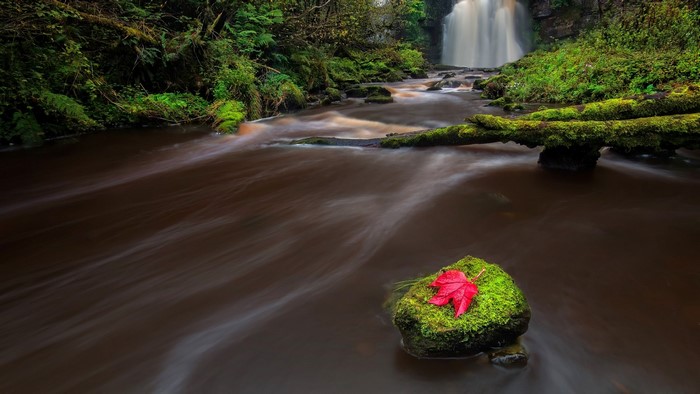 Waterfall in a Mossy Forest with Red Leaf