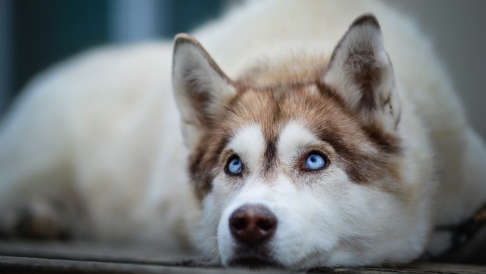 Husky dog with blue eyes looking up