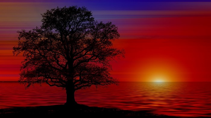 Silhouette of a tree by the ocean at sunset