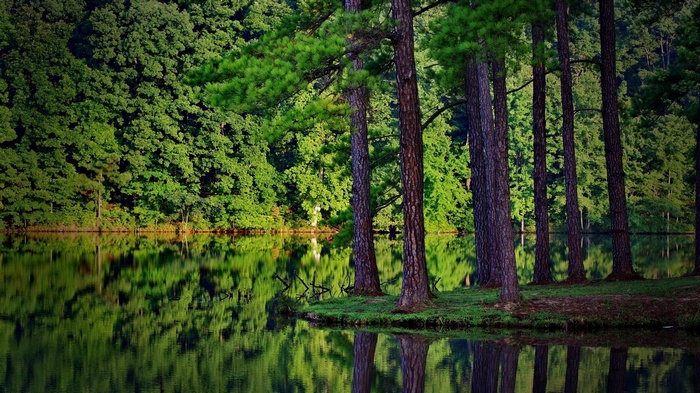 Tall pine trees reflected in a calm lake surrounded by a dense forest