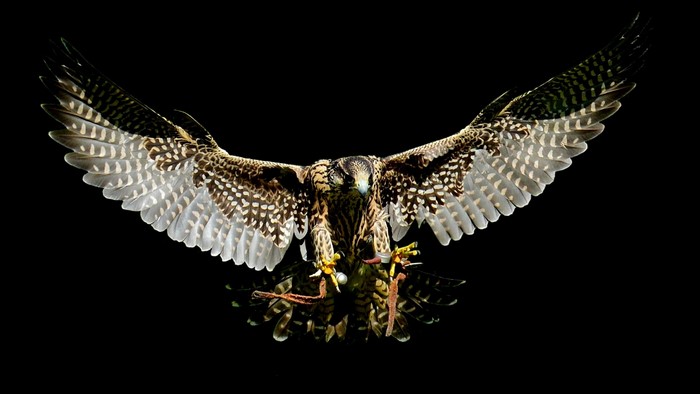Falcon in flight with wings spread