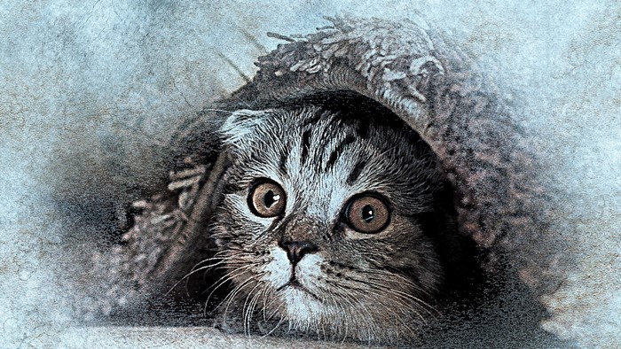 Close-up of a Pallas's cat peeking out from a burrow