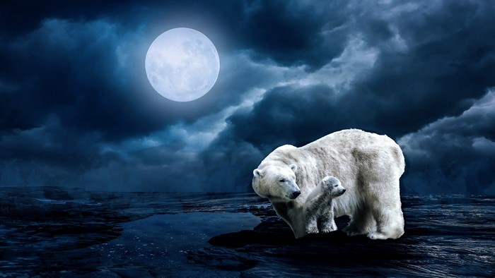 4K She-bear with cub under the moon