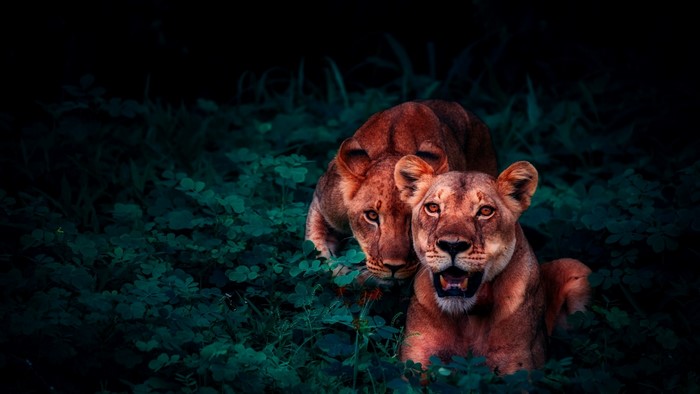 Two lions in dark green foliage