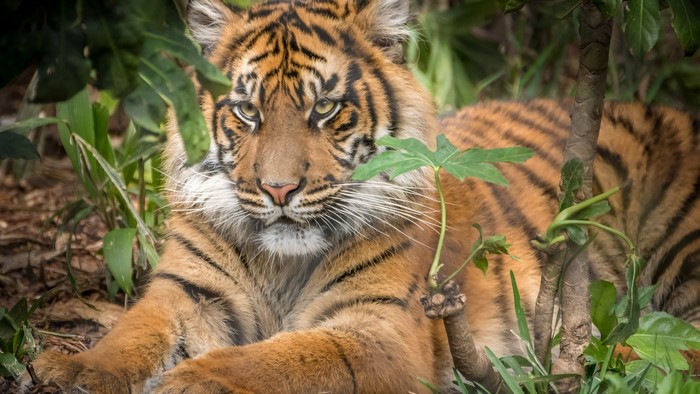 Tiger lying in green foliage