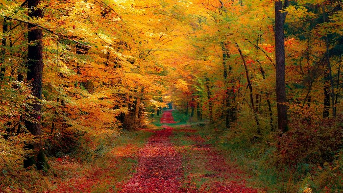 Autumn forest path with colorful leaves