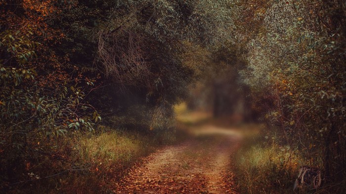 Autumn forest path with fallen leaves