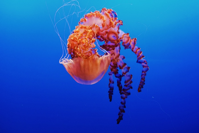 Jellyfish in Monterey Bay Aquarium, California