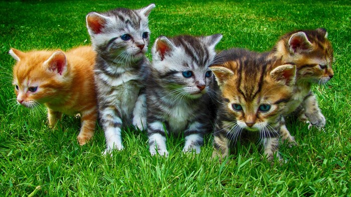 Five Kittens on Green Grass