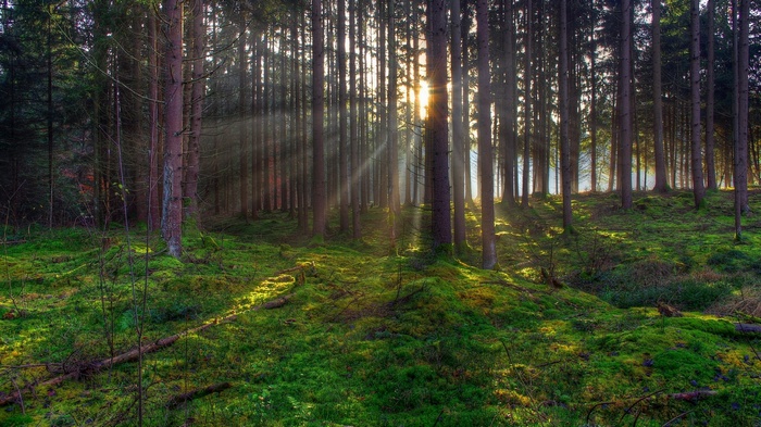 Sunlight beams through a dense forest with mossy ground