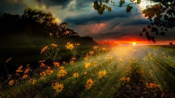 Sunset over a field of yellow flowers