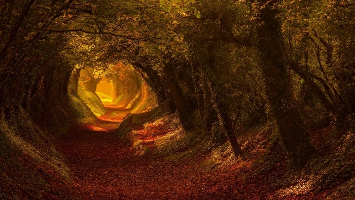 Autumn forest path with fallen leaves