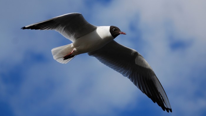 Black-headed gull in flight against blue sky