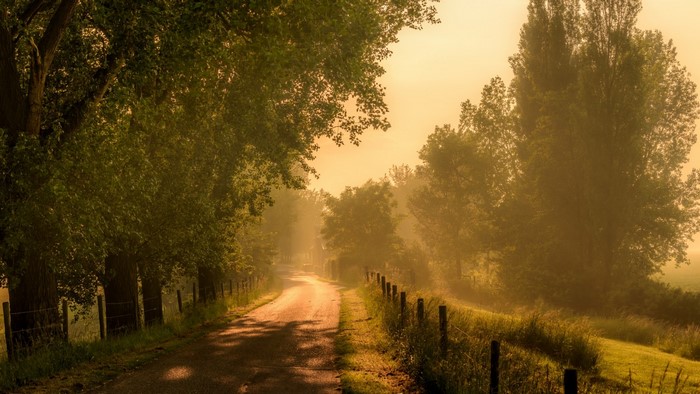 Road through a misty forest at sunrise