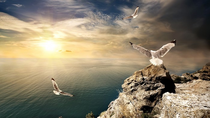 4K Seagulls flying over the ocean at sunset