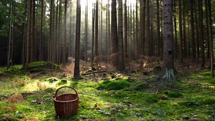 Wicker basket in a sunlit forest