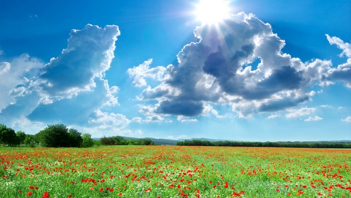 Field of poppies under a sunny sky