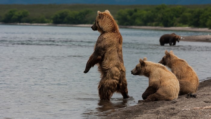 Brown Bears by a Lake