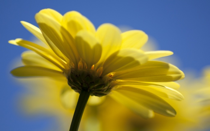 Yellow daisy flower against blue sky
