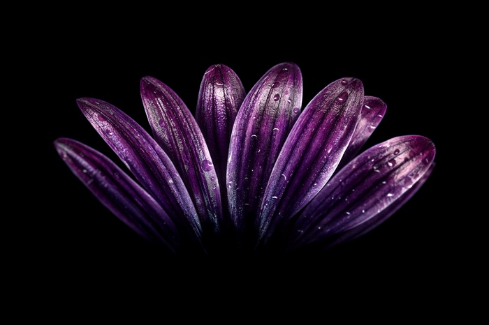 Purple flower petals with water droplets