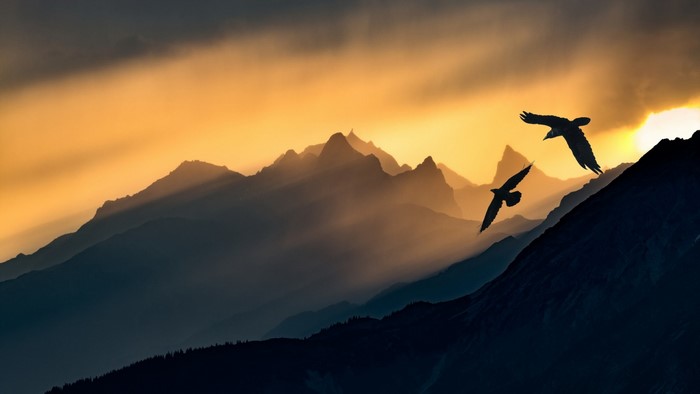 Birds flying over mountains at sunset