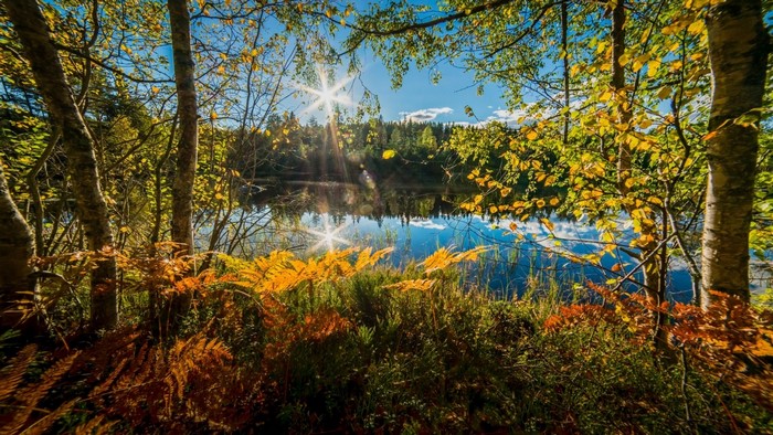 Autumn forest by a lake with sunbeams