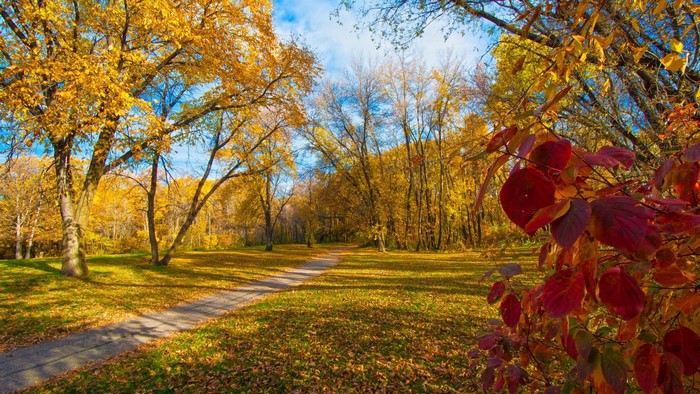 Autumn park path with golden trees