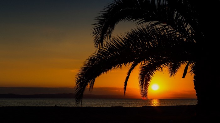 Sunset over the ocean with palm tree silhouette
