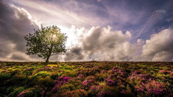 Tree in a field of wildflowers under a cloudy sky