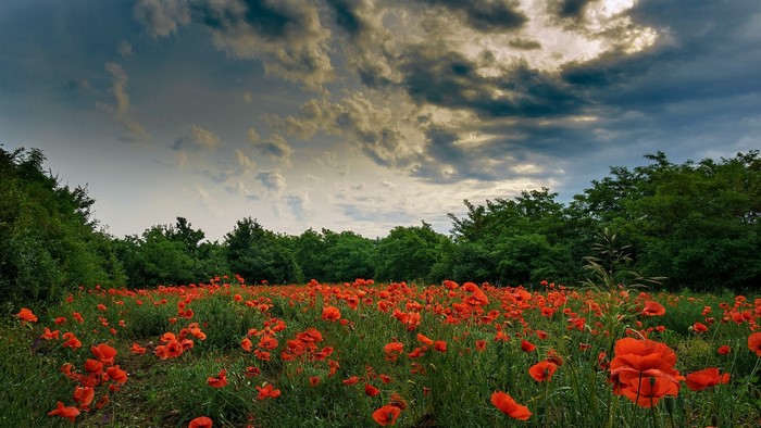 Field of red poppies under a cloudy sky