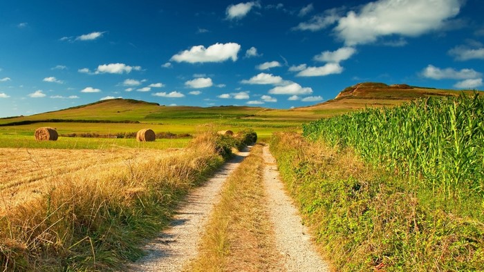 Dirt road through a rural landscape with hay bales and cornfield