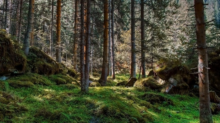 Sunlight filtering through a dense forest with mossy rocks