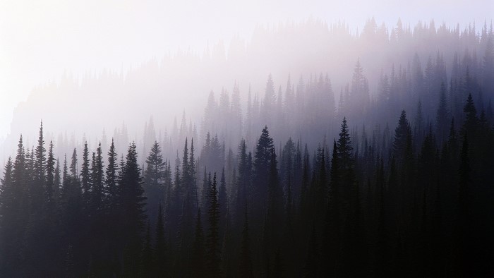 Misty Forest Landscape
