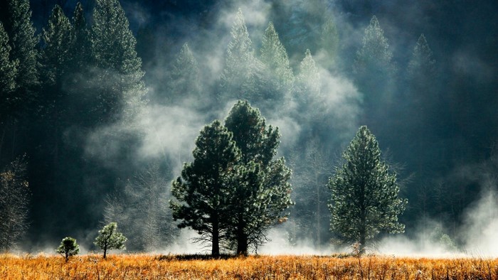 Misty Forest with Pine Trees and Golden Field