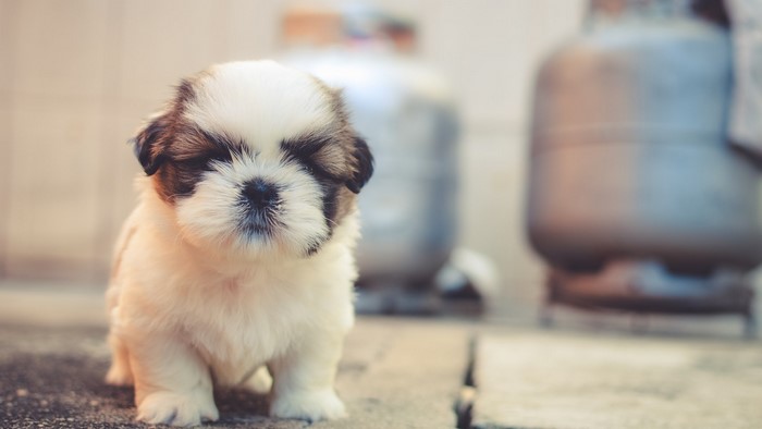 White and brown Shih Tzu puppy