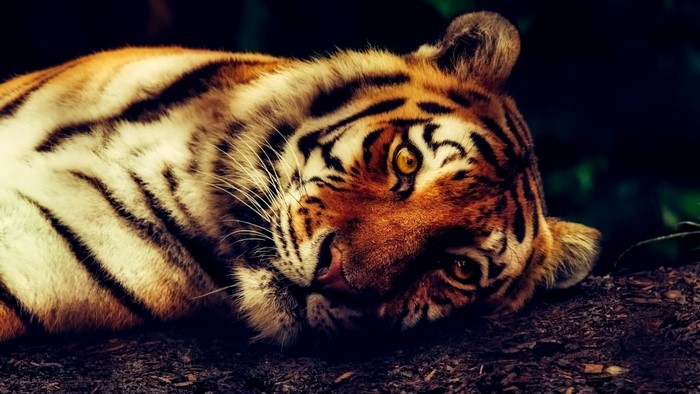 Tiger resting on the ground