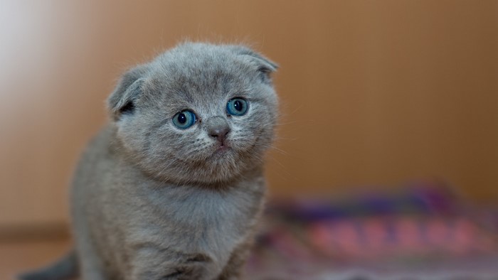 Grey Scottish Fold Kitten with Blue Eyes