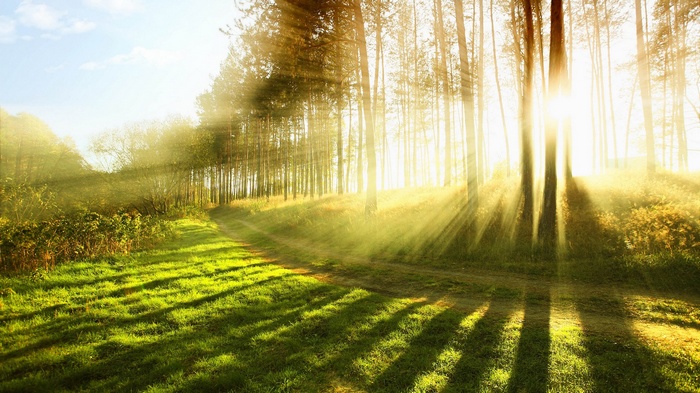 Sunbeams through a forest path