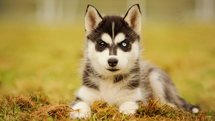 Husky puppy with heterochromia lying on grass