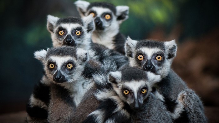 A group of ring-tailed lemurs huddled together