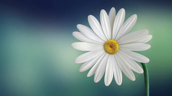 White Daisy Flower with Yellow Center