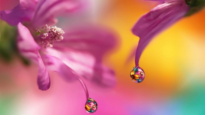 Pink flowers with water drops and colorful background