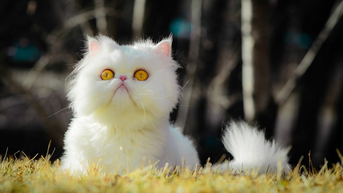 White Persian cat with yellow eyes