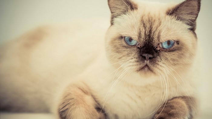 Close-up of a Siamese cat with blue eyes
