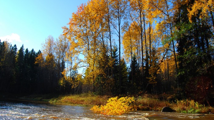 4K River in Autumn Forest