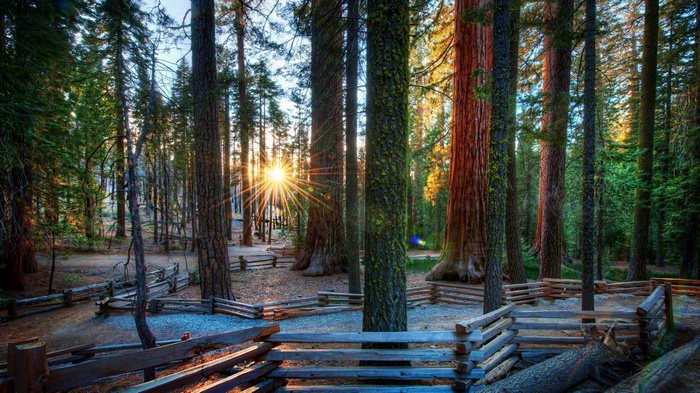 Sunlight streams through a redwood forest with wooden fences